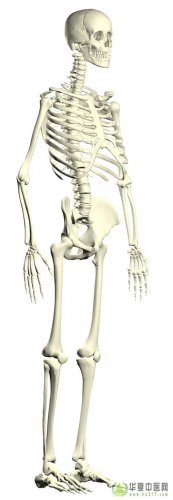 骨骼系统二.jpg