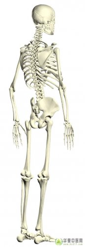 骨骼系统六.jpg