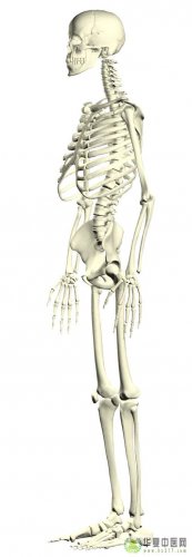 骨骼系统十二.jpg