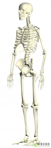 骨骼系统十三.jpg