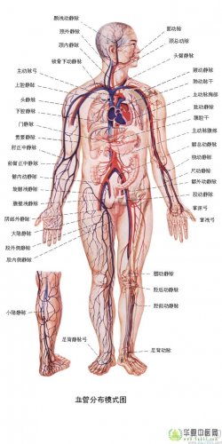 全身血管分布模式图 - 解剖图片.jpg